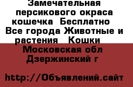 Замечательная персикового окраса кошечка. Бесплатно - Все города Животные и растения » Кошки   . Московская обл.,Дзержинский г.
